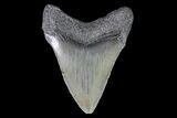 Juvenile Megalodon Tooth - South Carolina #74275-1